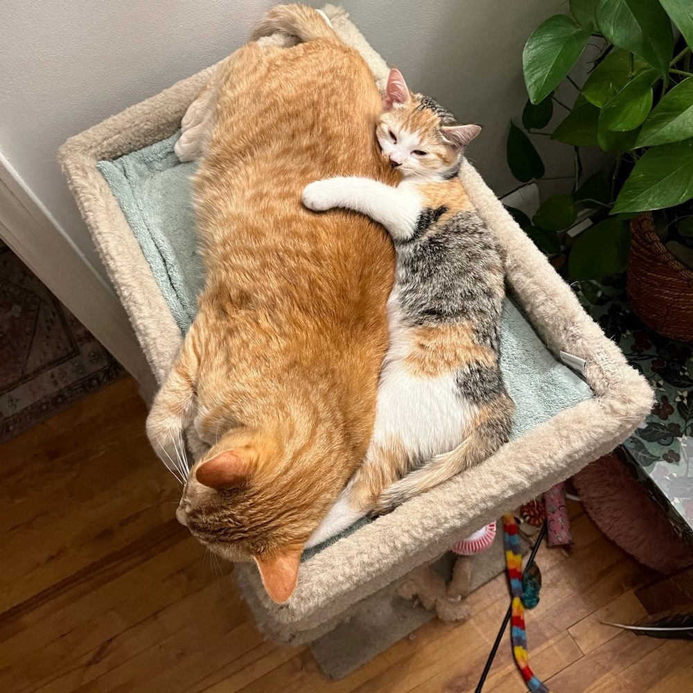 Cats! - Picture 8 of 9